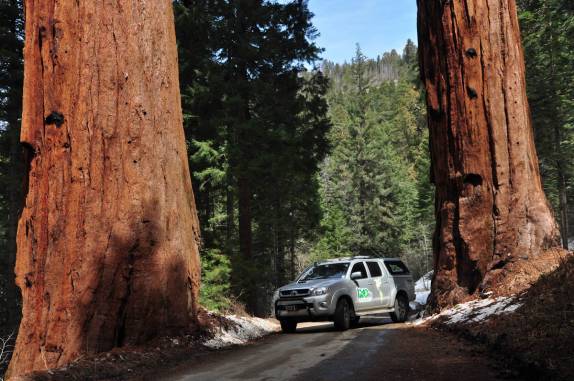 A Fiona fica pequenina perto das gigantescas sequoias do Sequoia National Park, na Califórnia - EUA